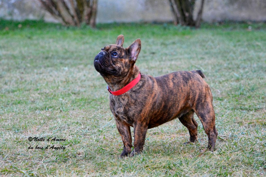 Notté d'amore Du Bois D'angely