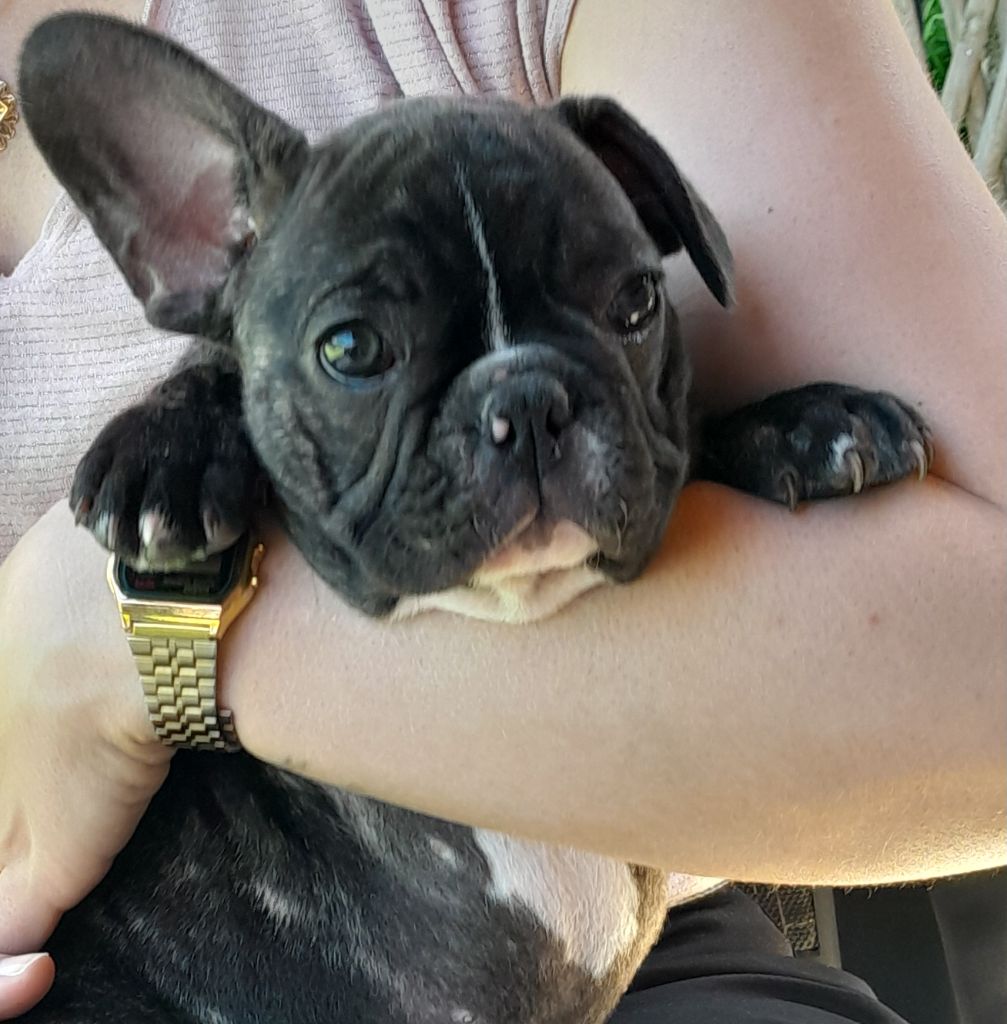 Mad Attitude - Chiots disponibles - Bouledogue français