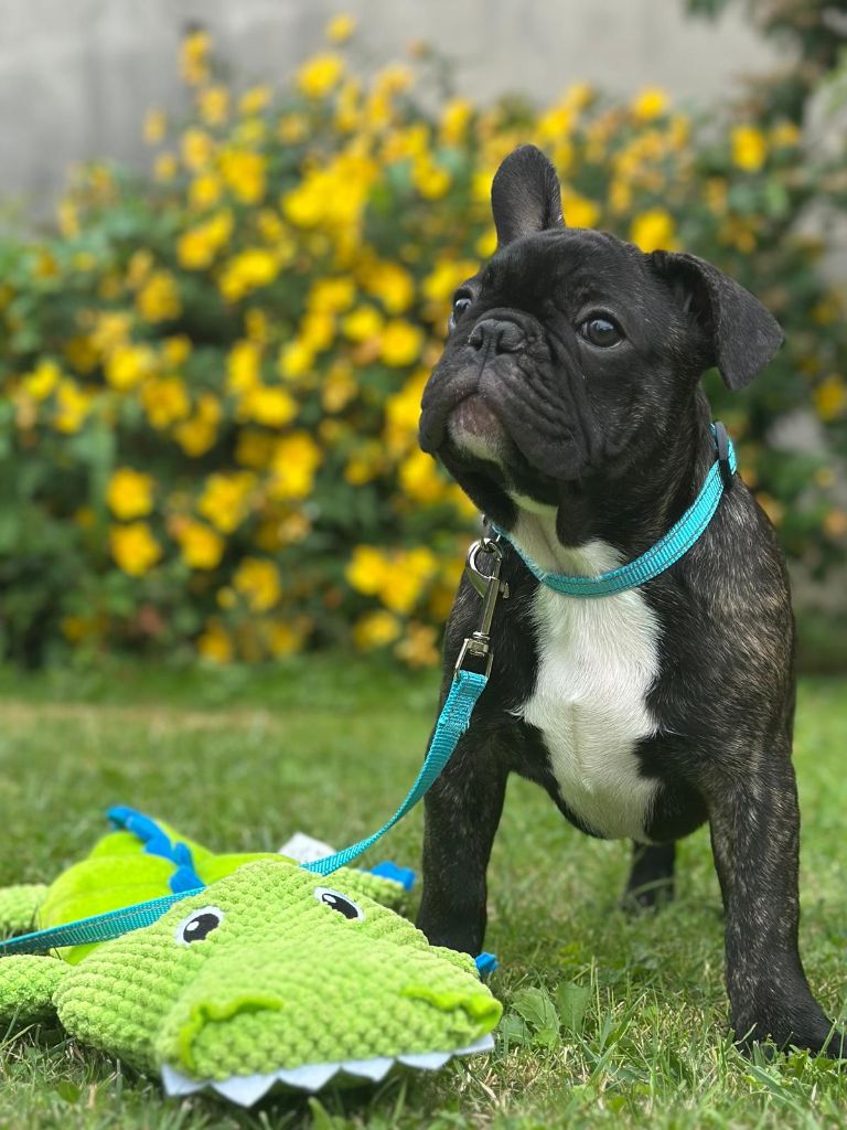 Mad Attitude - Chiots disponibles - Bouledogue français