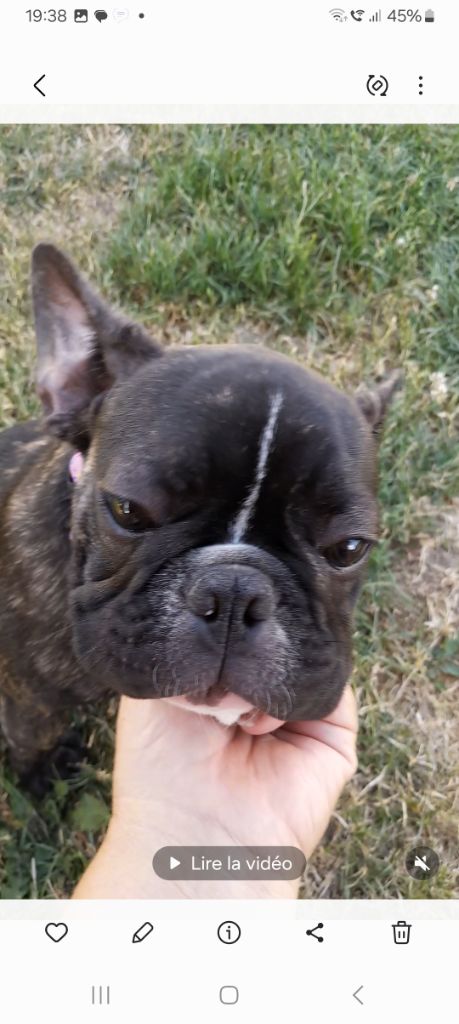 Mad Attitude - Chiots disponibles - Bouledogue français